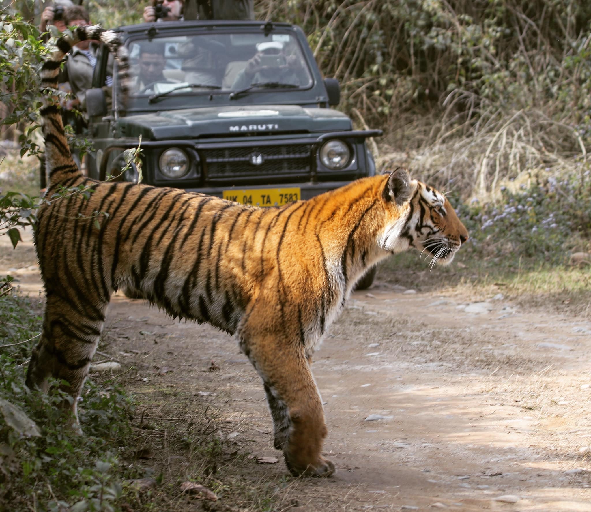 Corbett Fun Tour With - 2 Jeep Safari